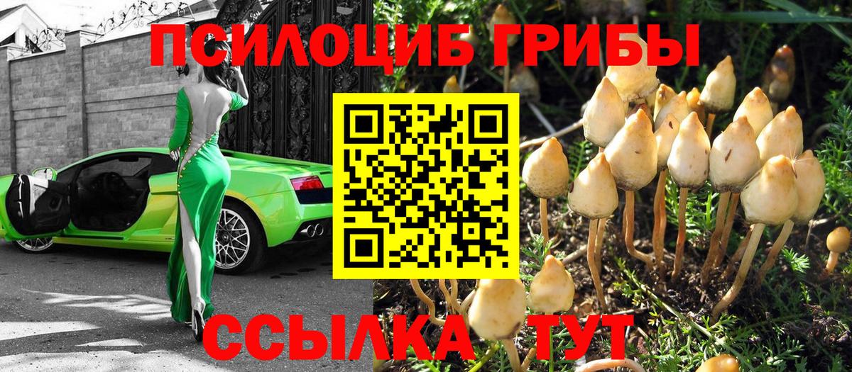 Псилоцибиновые грибы Psilocybe  Вход с VPN  Псилоцибиновые грибы мицелий  Сальск 
